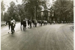 Circular-street-horses